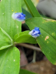 Commelina