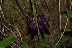 Mucuna sempervirens