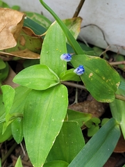 Commelina