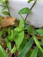 Commelina
