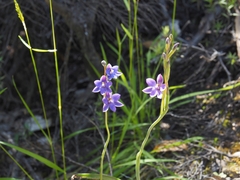 Thelymitra nervosa