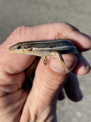 Plestiodon skiltonianus skiltonianus