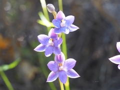 Thelymitra nervosa