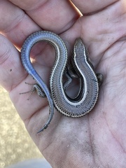 Plestiodon skiltonianus skiltonianus