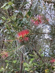 Melaleuca linearis