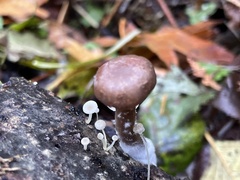 Pseudoclitocybe expallens