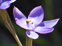 Thelymitra nervosa