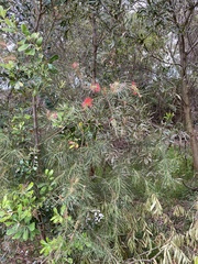 Melaleuca linearis