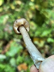Pseudoclitocybe expallens