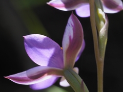 Thelymitra nervosa