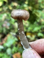 Pseudoclitocybe expallens