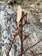 Eucalyptus botryoides