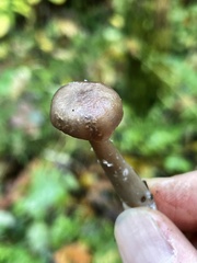 Pseudoclitocybe expallens