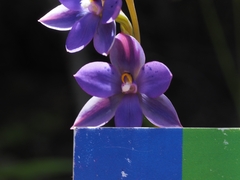Thelymitra nervosa