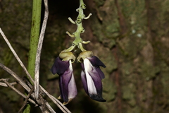 Mucuna sempervirens