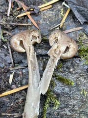 Pseudoclitocybe expallens