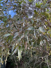 Eucalyptus botryoides