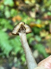 Pseudoclitocybe expallens