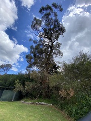 Eucalyptus botryoides
