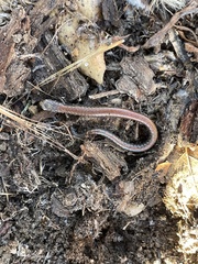 Batrachoseps nigriventris