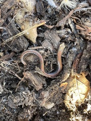 Batrachoseps nigriventris