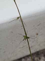 Oplismenus hirtellus