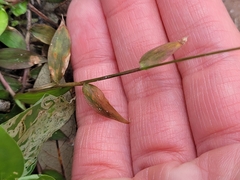 Oplismenus hirtellus