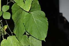 Thladiantha nudiflora