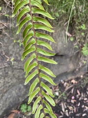 Pellaea falcata
