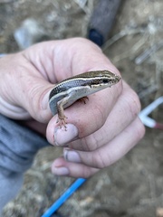 Plestiodon skiltonianus skiltonianus