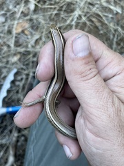 Plestiodon skiltonianus skiltonianus