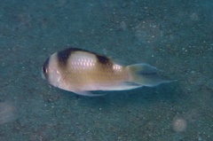 Amblypomacentrus breviceps