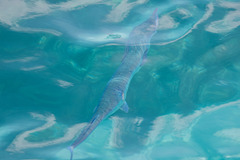 Tylosurus crocodilus