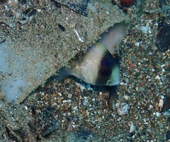 Amblypomacentrus breviceps