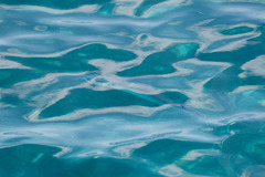 Tylosurus crocodilus