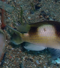 Amblypomacentrus breviceps
