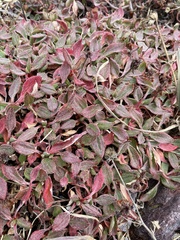 Eriogonum jamesii
