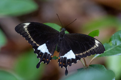 Papilio fuscus