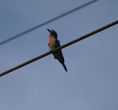 Coracias benghalensis
