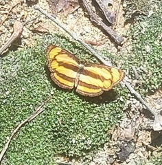 Pantoporia paraka