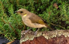 Ptilotula fusca