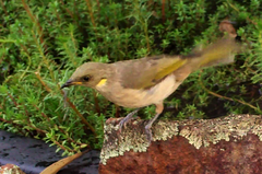 Ptilotula fusca