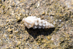 Cerithiidae
