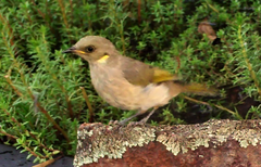 Ptilotula fusca