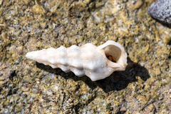 Cerithiidae