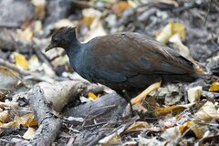 Megapodius reinwardt