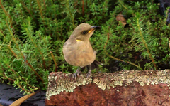 Ptilotula fusca