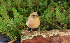 Ptilotula fusca