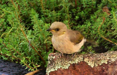 Ptilotula fusca