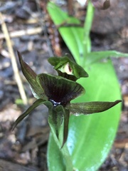 Chiloglottis